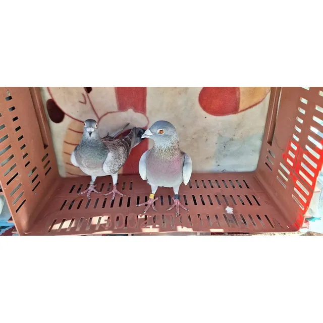 Palomas Mensajeras