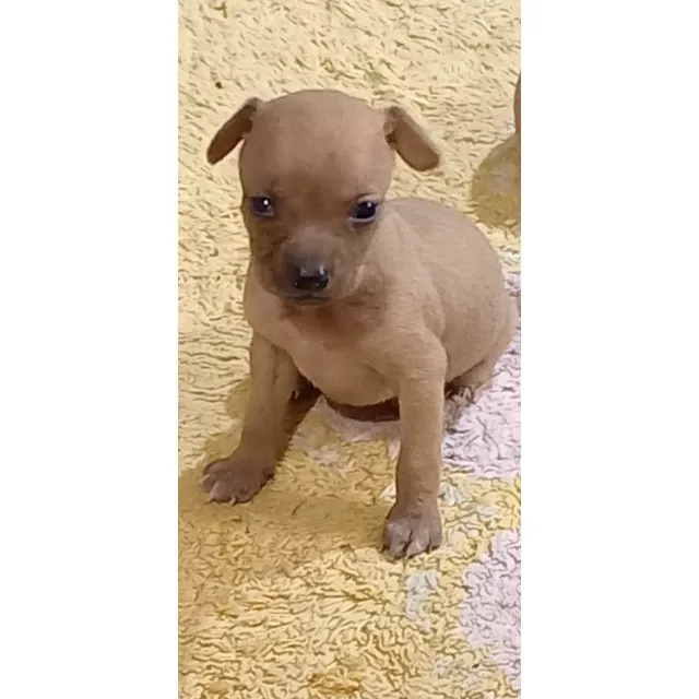 Mini Pincher  Patas Cortas (hermosos)