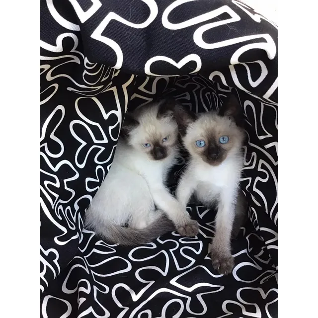 Gatitos Siames Machito - Muy Lindos !!! Listos Para Entregar
