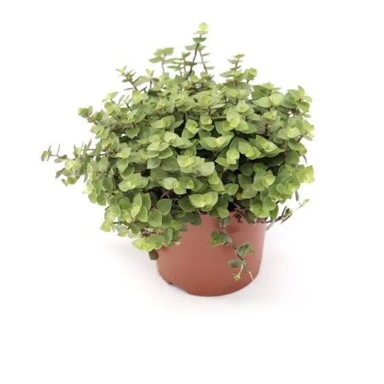 Muda De Callisia Repens Dinheiro Em Penca Tostão + Vaso