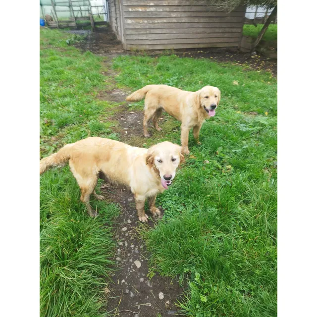 Cachorro Macho Golden Retriever, 2 Meses De Vida.