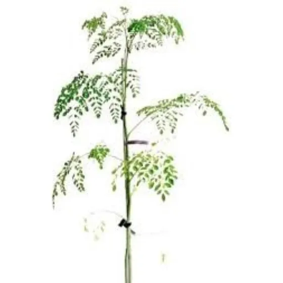 Arbol Tipa Nativo - H E R M O S O - 