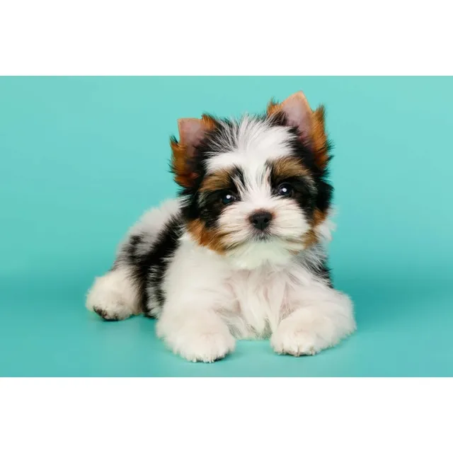 Cachorro Yorkie Biewer Perro Yorkshire Terrier Biewer 