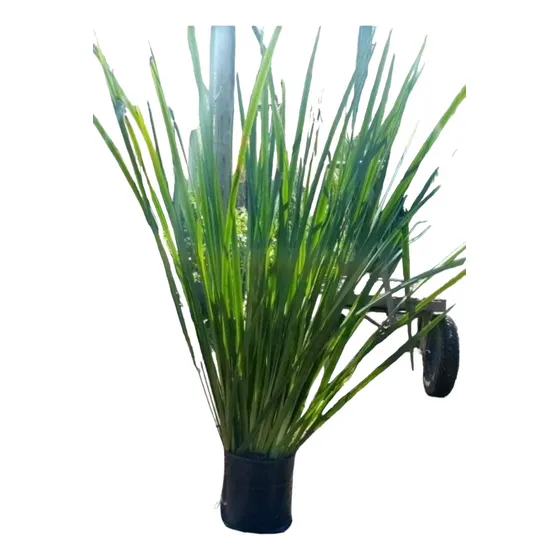 Planta De Dietes!!!