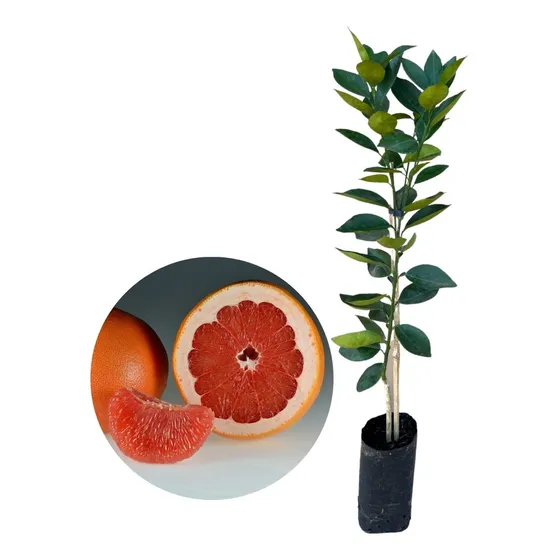 Muda De Laranja Toranja Grapefruit Enxertada Para Produzir