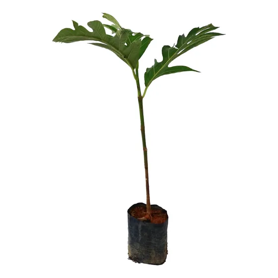 Linda Muda De Fruta Pão Clonada 