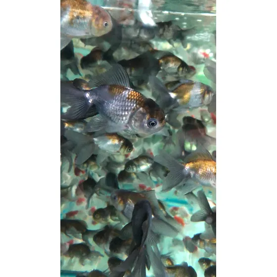 Peixe Kinguio Oranda Azul -aquário- Água Doce