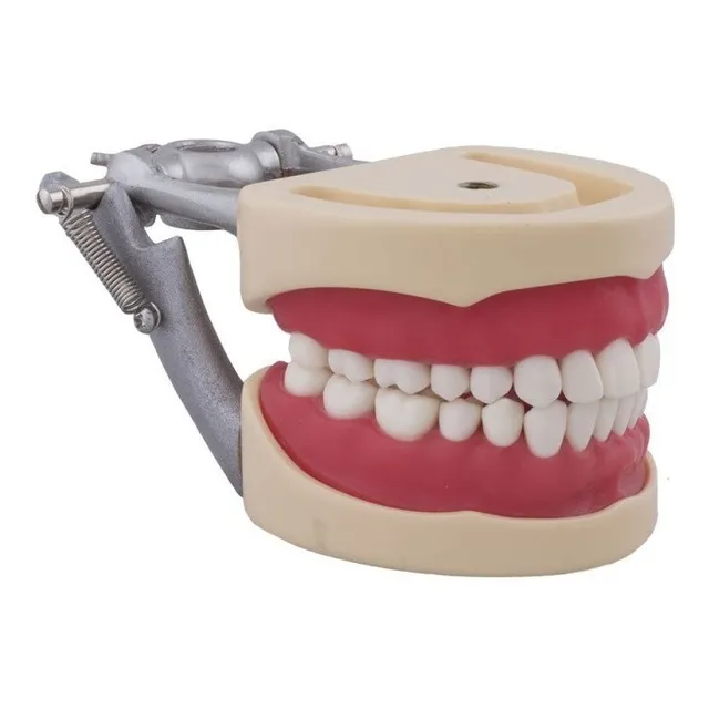 Repuestos Dientes Para Fantoma 860 Odontología