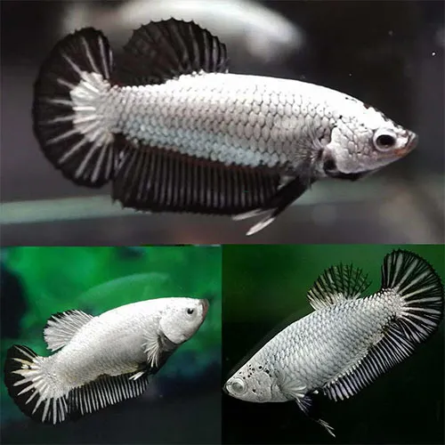Peixe Betta Plakat Black Dragon Fêmea (linhagem Pura)