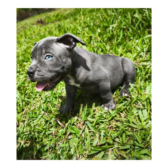 American Bully