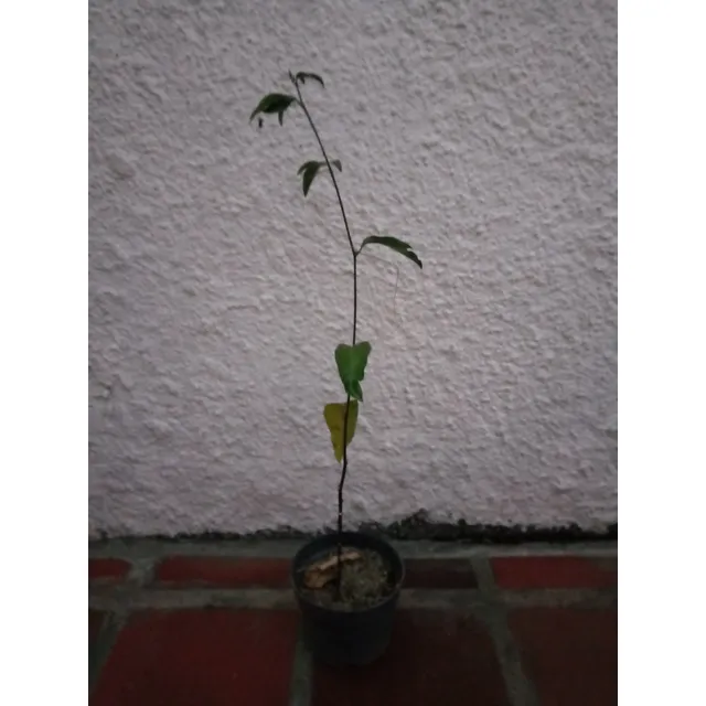 Planta De Parchita