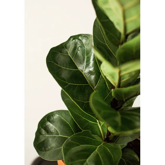 Hermoso Ficus Pandurata Planta De 1.7m