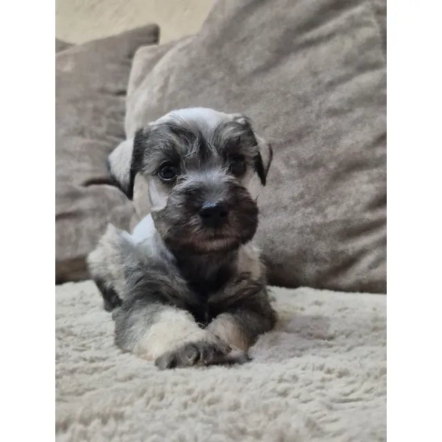 Schnauzer Excelente Calidad Cariñosos 