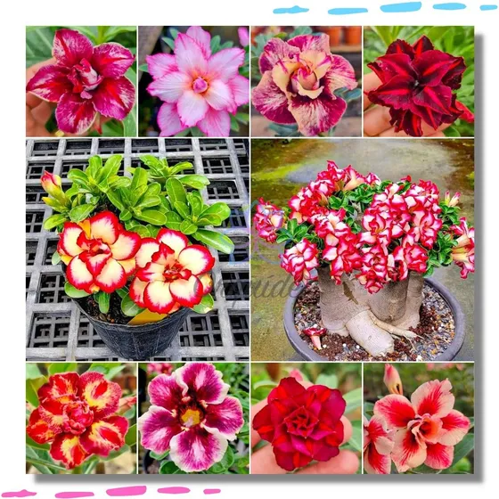 10 Flores Mudas Rosa Do Deserto Dupla Tripla Enxertada