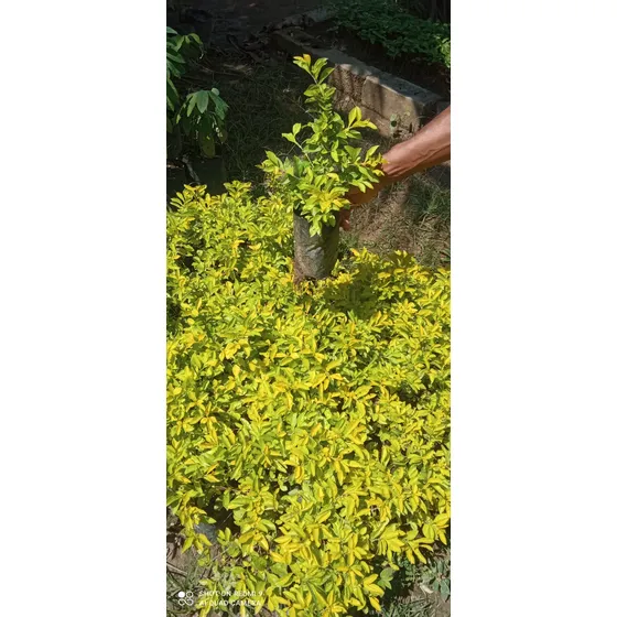 Durantas (garbancillos Para Jardinería)