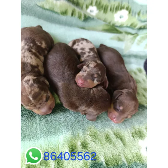 Perros Salchichas Mini