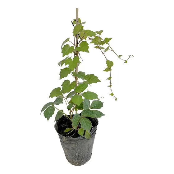 Planta Ampelopsis Parthenocissus Roja Parra Hiedra Pared