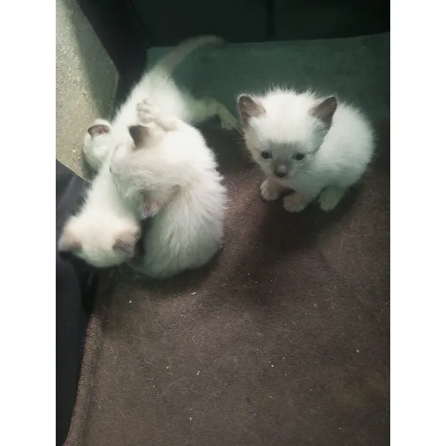 Gato Siamés