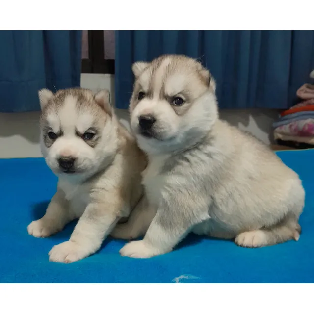 Siberianos Cachorros