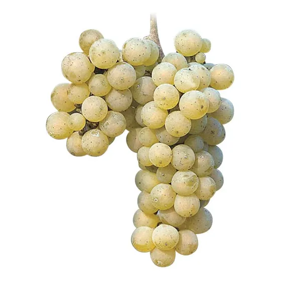 1 Planta De Uva Blanca Variedad Riesling, Producción 3 Meses