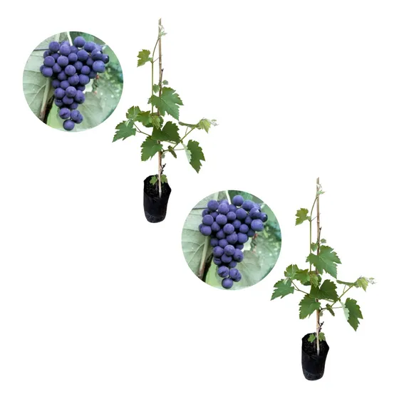 Kit C/ 2 Mudas De Uva Moscatel Roxa - Prestes A Produzir