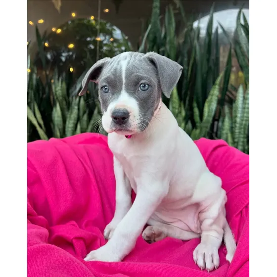 Cachorros American Stanford Pedigrí Vacunados Tienda Física