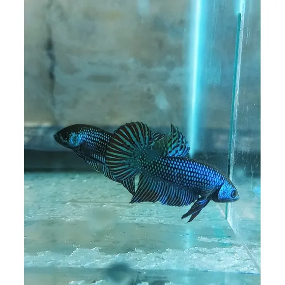 Casal De Betta Alien - Diferenciado | Peixe Ornamental