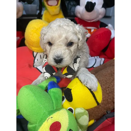 Lindissimo Poodle Toy Branco Branco
