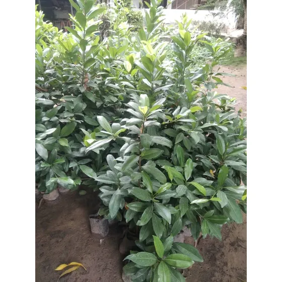 Matas De Nispero Plantas Frutales De Níspero Para La Siembra