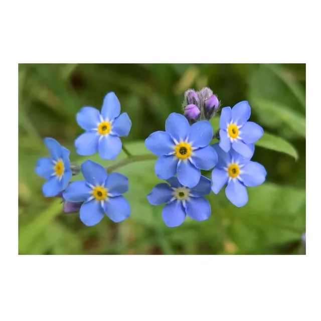 100 Semillas Flor No Me Olvides Myosotis Flores Azules Alpes