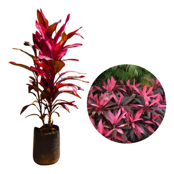 Muda De Dracena Cordyline Rosa - 1 Metro