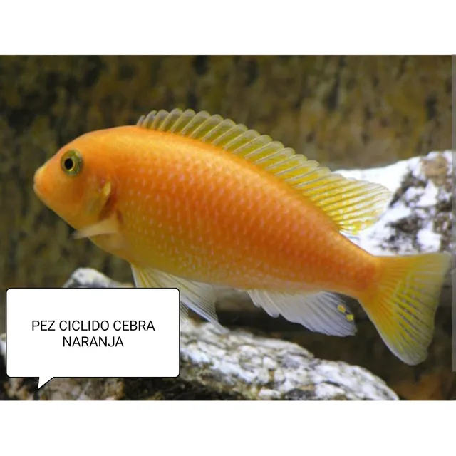 Pez Ciclido Africano Aulonocara Cebra Naranja