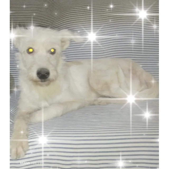 Perrita Adulta Mestiza De Poodle