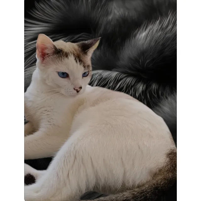 Doy En Adopción A Mi Gata Por Viaje