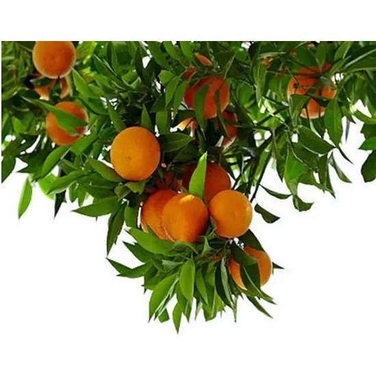Naranjo Arbol Injertado