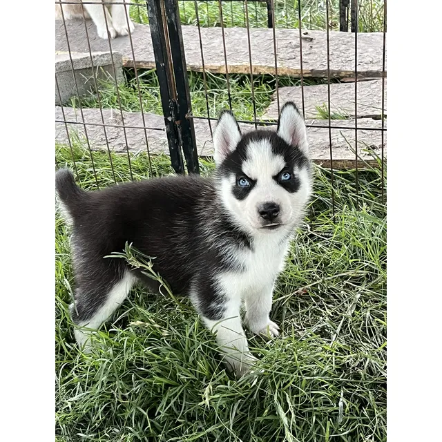Siberianos Husky Negros Ojos Claros
