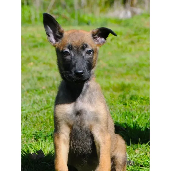 Hermosos Cachorros Ovejero Belga Malinois 100% Belga Con Fca
