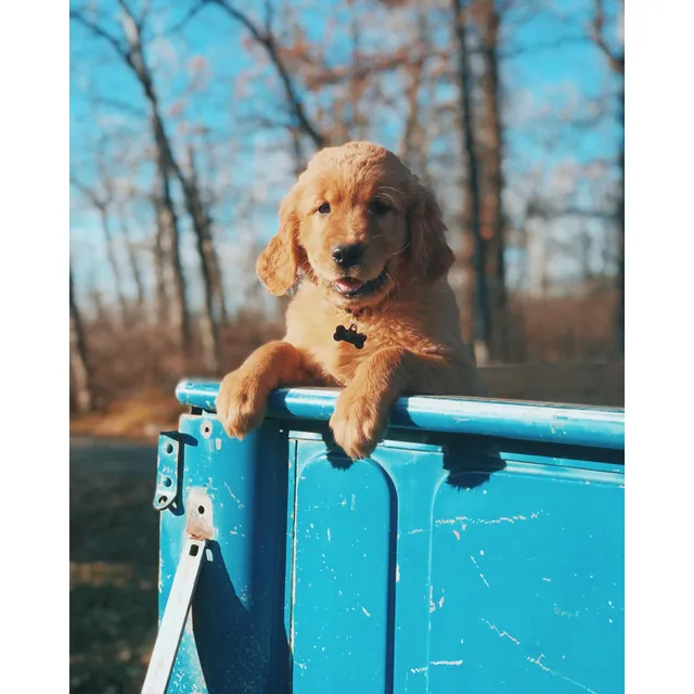 Golden Retriever Hembritas Y Machitos Puros Envios Seguros