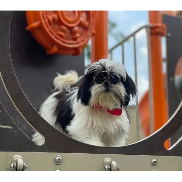 Shihtzu Macho Busca Novia. Servicio De Monta