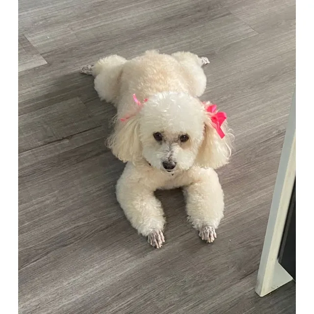 Poodle Hembra