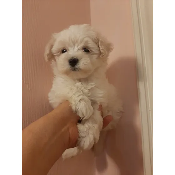 Malteses Mini