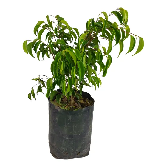 Ficus Benjamina (chica)