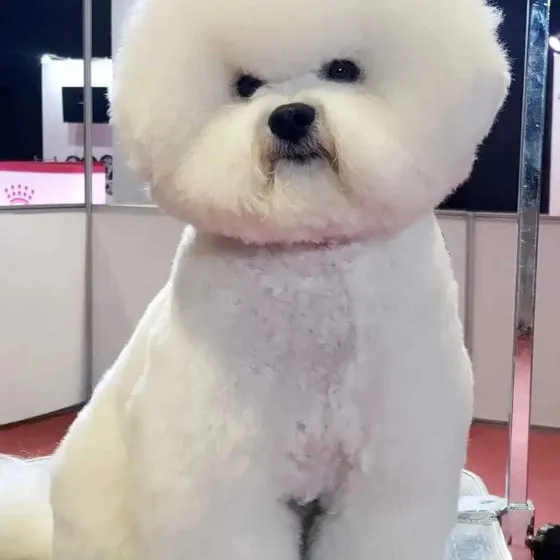 Bichon Frise Fca
