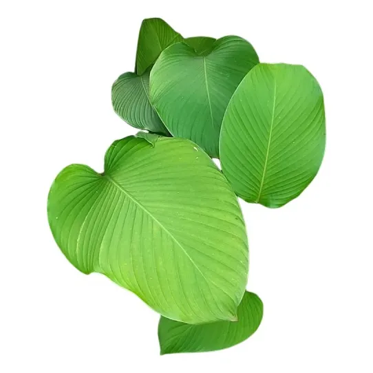 Planta Hoja De Tó Bijao Blanca Tamales Calathea Lutea