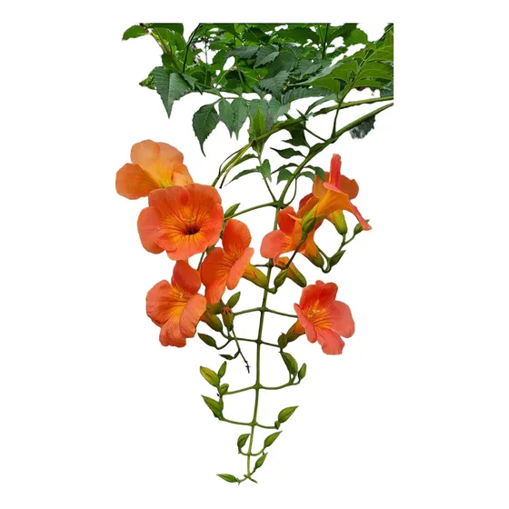 Bignonia Radicans/ Campsis Radicans/ Clarín De Guerra.
