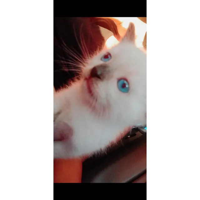 Gatos Siames Puros