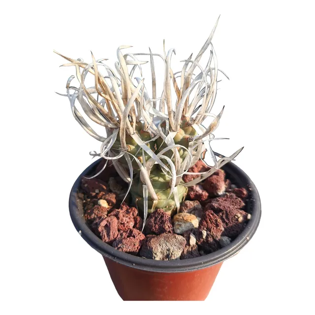 Cactus Tephrocactus Articulathus Papyracactus