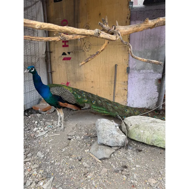 Pavorreales