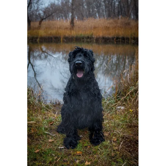 Cachorros Schnauzer Gigante Perros Medellín Bogotá Cali Pets