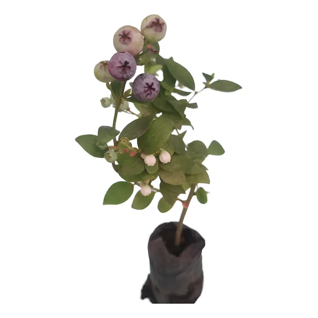 Plantas De Arándano 2 Unidades 1 Lb Verde Suculento